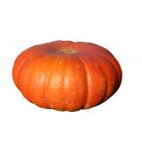 COURGE MUSQUEE LE KG