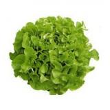 SALADE BATAVIA CHENE
