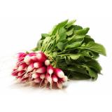 RADIS ROSE  LA  BOTTE