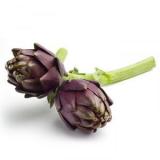 ARTICHAUT CARDINAL
