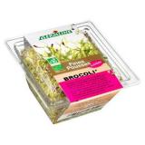 GERME DE BROCOLI