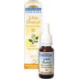 MARRONNIER BLANC GOUTTES